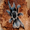 Vartotojo avataras